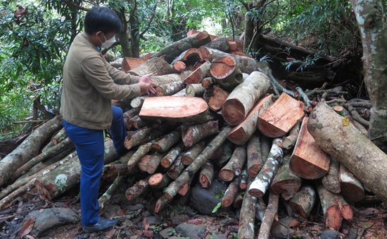 Khởi tố lãnh đạo và nhân viên Ban Quản lý rừng phòng hộ Sơn Hòa, Phú Yên
