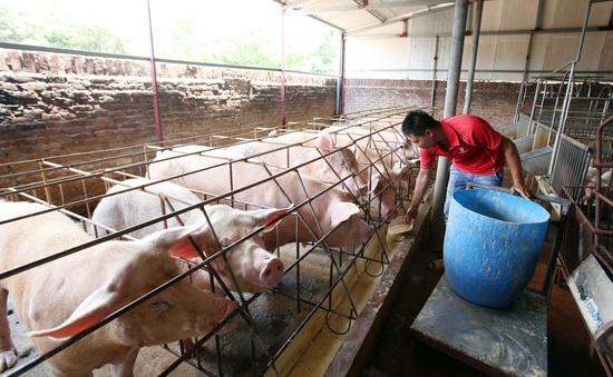 Nghiên cứu phản ánh liên quan đến vấn đề xuất khẩu thịt lợn