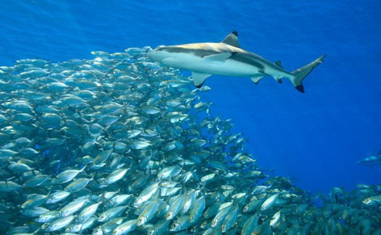 Hội nghị thượng đỉnh động vật hoang dã toàn cầu thông qua kế hoạch bảo tồn cá mập