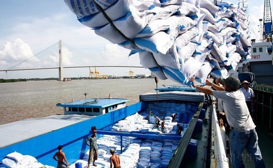 Giá gạo Việt xuất khẩu tăng cao nhất 16 tháng