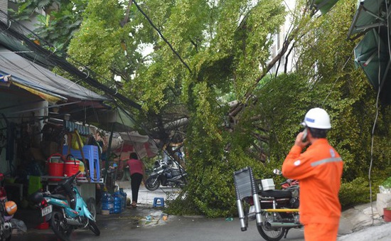 TP Hồ Chí Minh rà soát, cắt tỉa cây xanh mùa mưa bão