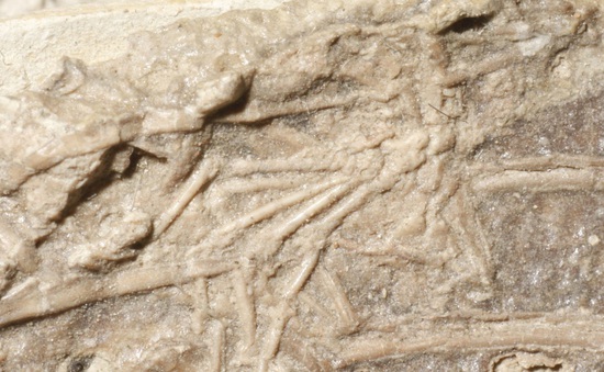 Lần đầu  tiên phát hiện khủng long ăn thịt động vật có vú trong hóa thạch 120 triệu năm tuổi
