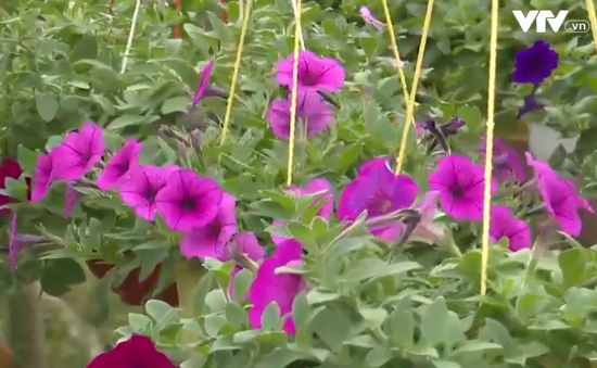 Quảng Ngãi: Nhiều nông dân đã bán hết hoa Tết tại vườn