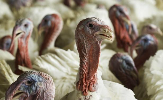 Mỹ ghi nhận dịch cúm gia cầm có độc lực cao tại trang trại gà tây ở bang Indiana
