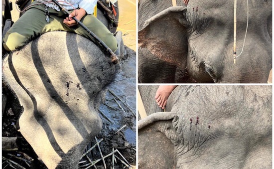 Xót xa trước hình ảnh voi bị hành hạ, cõng khách du lịch