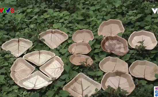 Những chiếc đĩa làm từ lá bàng biển