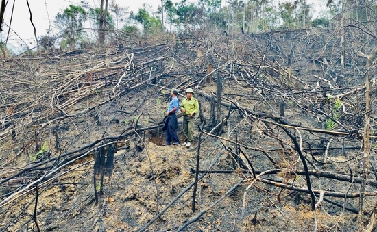 Khởi tố vụ án, bắt tạm giam đối tượng phá 5000m2 rừng phòng hộ ở Đam Rông, Lâm Đồng