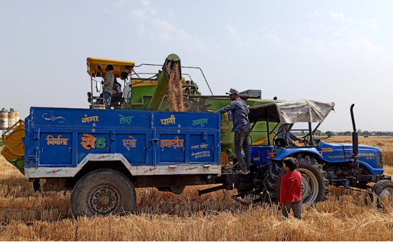 Ấn Độ cấm xuất khẩu lúa mì do nắng nóng ảnh hưởng đến mùa màng, giá trong nước tăng cao