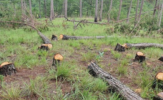 Khẩn trương điều tra vụ chặt phá hàng trăm cây thông ở Đà Lạt
