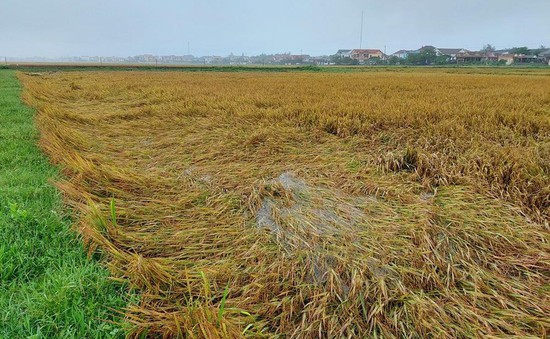 Mưa lớn làm nhiều diện tích lúa gãy đổ tại Quảng Bình và Nghệ An