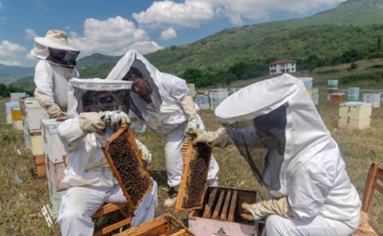 Hợp tác xã nuôi ong hỗ trợ người mắc bệnh tâm lý xã hội trên đảo Hy Lạp