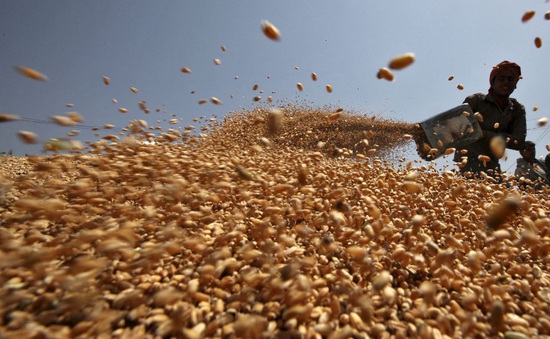 Ấn Độ cho phép xuất khẩu một lượng nhỏ lúa mì sau lệnh cấm