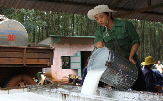 Có chứng chỉ bền vững, giá cao su xuất khẩu có thể tăng 10 - 15 lần