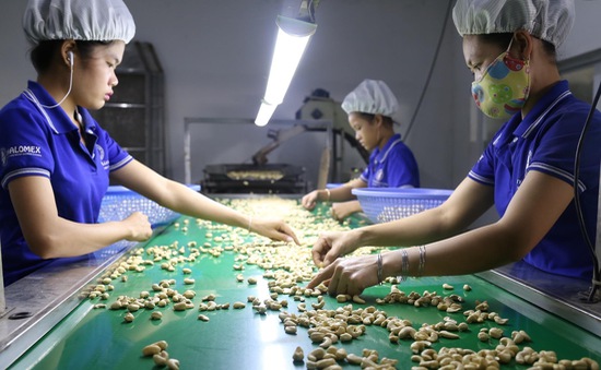 100 container hạt điều trả cho doanh nghiệp Việt: Chiến thắng vô tiền khoáng hậu