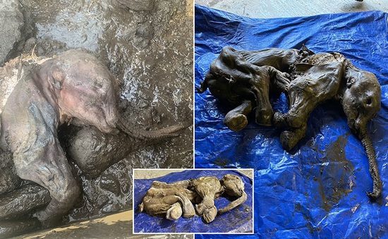 Tìm thấy xác voi ma mút hàng chục nghìn năm nguyên vẹn trong băng