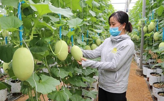 Ninh Thuận duyệt chi hơn 9 tỷ đồng hỗ trợ phát triển nông nghiệp công nghệ cao