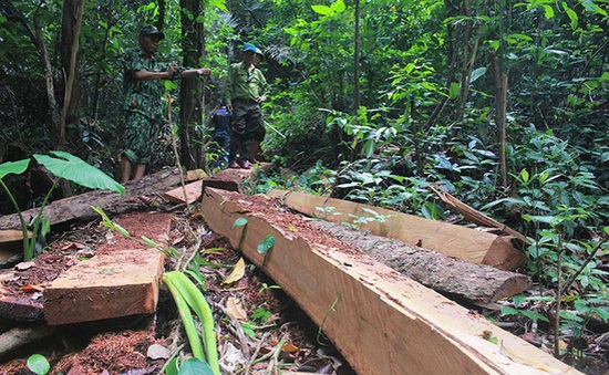 Tạm đình chỉ trạm trưởng trạm bảo vệ rừng tại tỉnh Quảng Bình