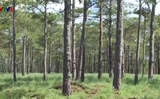 Đắk Nông hồi sinh những rừng thông