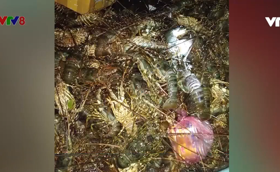 Tôm hùm nuôi chết hàng loạt tại thị xã Sông Cầu, tỉnh Phú Yên
