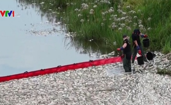 Hàng tấn cá chết trên sông, Đức và Ba Lan cảnh báo thảm họa sinh thái