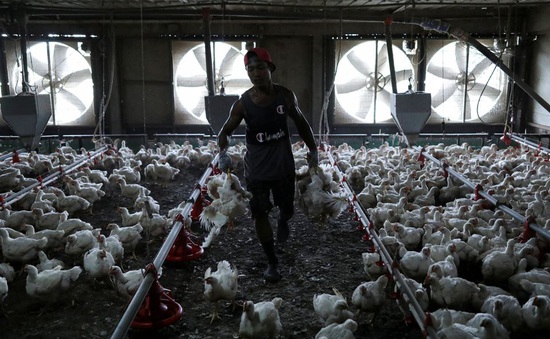 Lệnh cấm xuất khẩu thịt gà của Malaysia dự kiến sẽ kết thúc vào ngày 31/8