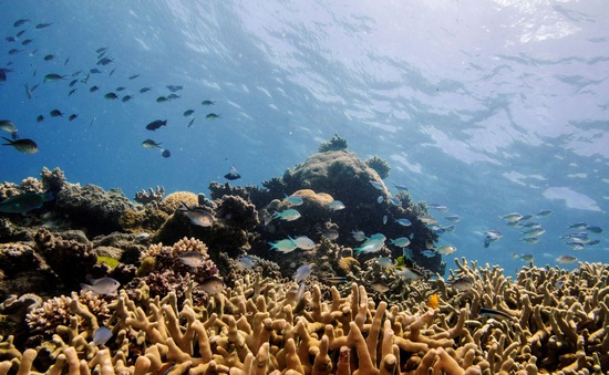 Rạn san hô Great Barrier ở Australia đạt độ phủ cao nhất trong 36 năm