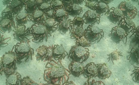 Nhiệt độ nước biển tăng, hàng nghìn con cua có độc tràn vào các bãi biển St Ives của Anh