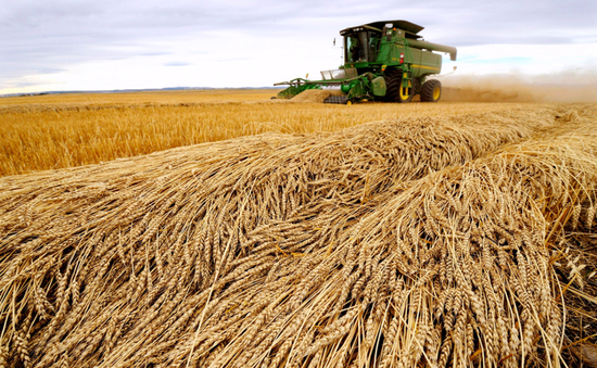 Giá lúa mì xuống gần mức đầu năm