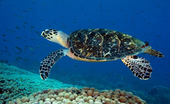 Hơn 1,1 triệu con rùa biển bị giết hại trái phép trong 30 năm qua