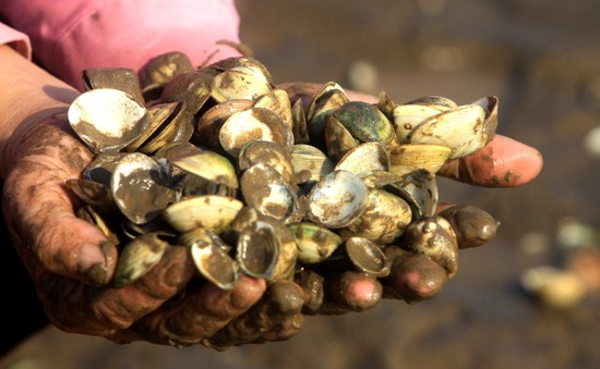 Thái Bình: Ngao nuôi chết hàng loạt trên mặt bãi triều xen lẫn váng dầu