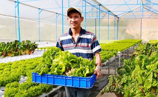 Vụ rau VietGAP "dởm" vào siêu thị: Lâm Đồng tăng cường quản lý nguồn gốc nông sản