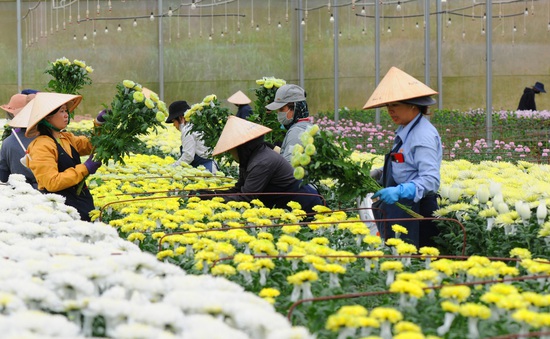 Dalat Hasfarm cung ứng cho thị trường 17 triệu sản phẩm hoa Tết