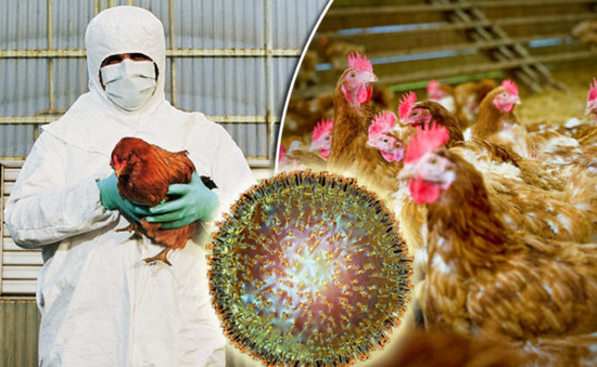 Nhật Bản tiêu hủy kỷ lục gần 10 triệu con gia cầm do dịch cúm