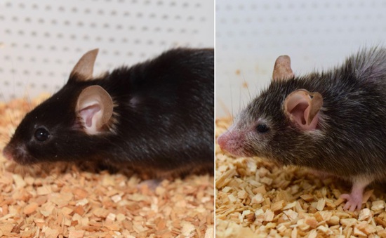 Thí nghiệm "cải lão hoàn đồng" thành công trên cơ thể chuột