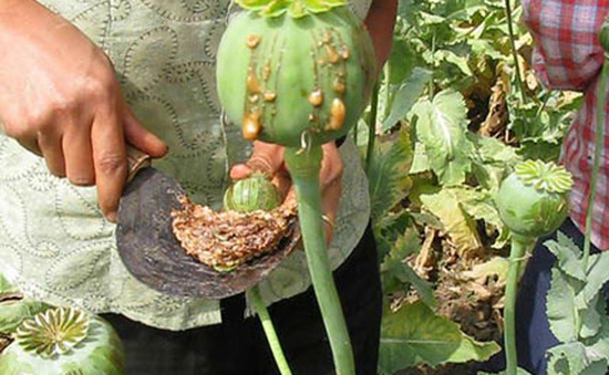 Diện tích trồng cây thuốc phiện tăng mạnh ở khu vực Tam giác Vàng