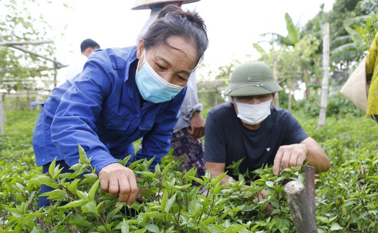 EU nới lỏng kiểm soát rau gia vị Việt Nam: Kỳ vọng thúc đẩy kim ngạch xuất khẩu rau quả