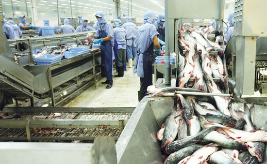 Xuất khẩu cá tra giảm mạnh