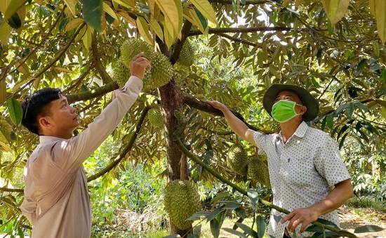 Nông dân ồ ạt trồng sầu riêng
