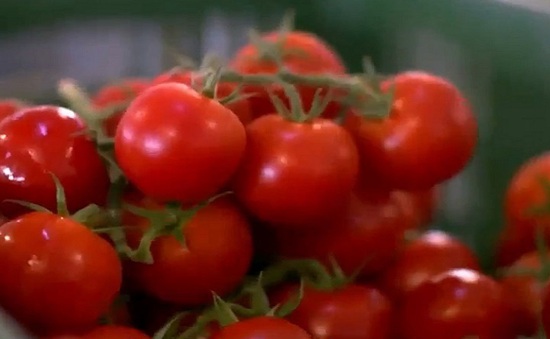 Trang trại thông minh trồng cà chua ở Trung Quốc