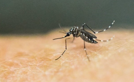 Nhật Bản cảnh báo muỗi truyền sốt xuất huyết kháng thuốc diệt côn trùng