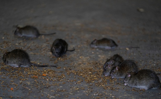 Hàng triệu con chuột ở thành phố New York có thể mắc COVID-19