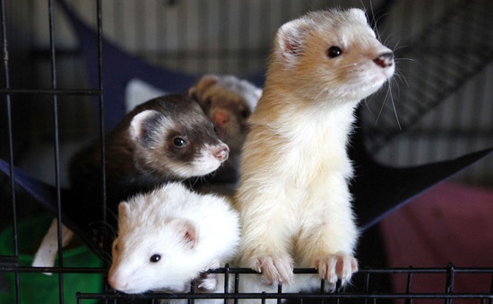 Tổ chức PETA yêu cầu ngừng thử nghiệm Hội chứng Habana trên động vật