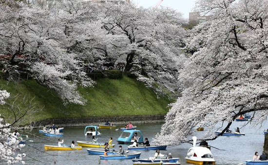 Du lịch Nhật Bản phục hồi trong mùa hoa anh đào