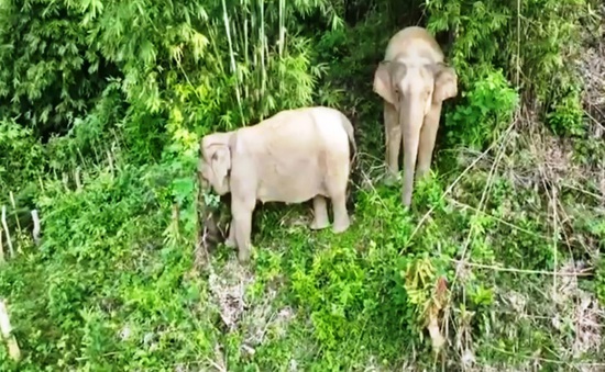 Vùng sống của voi rừng bị thu hẹp