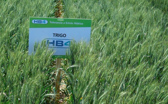 Brazil cho phép trồng lúa mì biến đổi gen
