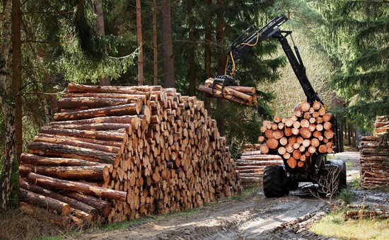 Thị trường châu Âu giảm nhu cầu gỗ xây dựng và nội thất