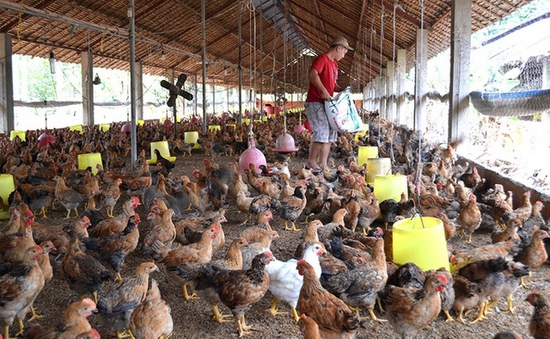 Giá gà thấp hơn giá thành sản xuất, người chăn nuôi thua lỗ