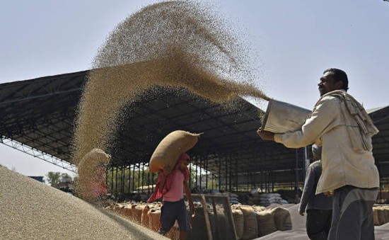 Ấn Độ cho phép xuất khẩu 1 triệu tấn gạo trắng