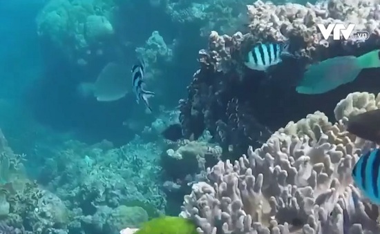 Sao biển gai đe dọa sự tồn tại của san hô