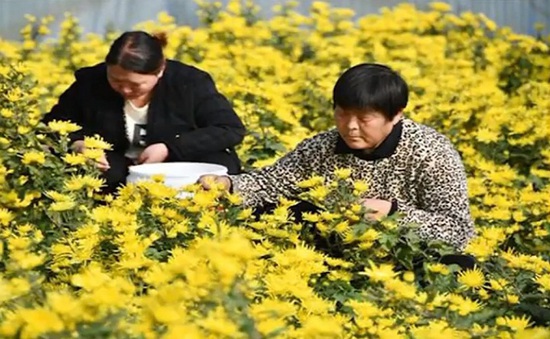 Cải thiện cuộc sống vùng nông thôn Trung Quốc